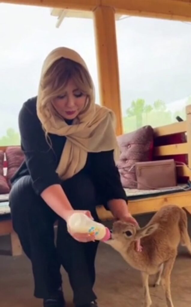 شیر دادن به یک بچه آهو