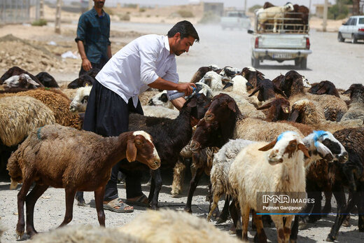 دام زنده