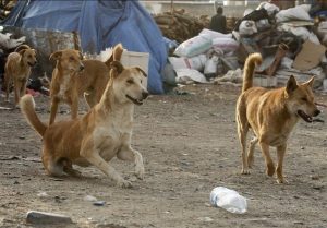 سگ های ولگرد ایران