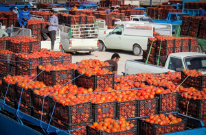 قیمت گوجه فرنگی