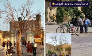 درخت آرزوهای شیراز