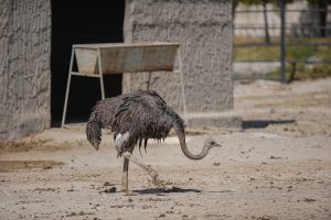 وضعیت باغ وحش صفادشت
